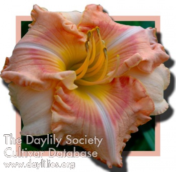Daylily Quest for Atlantis